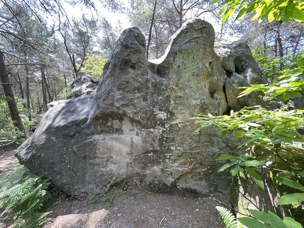 La Directe du Chameau – Bois Rond