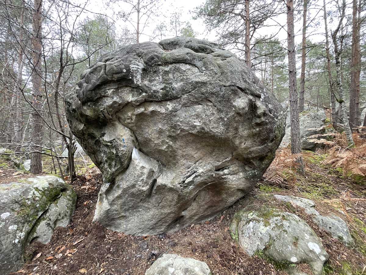 Le Cerveau – Bois Rond