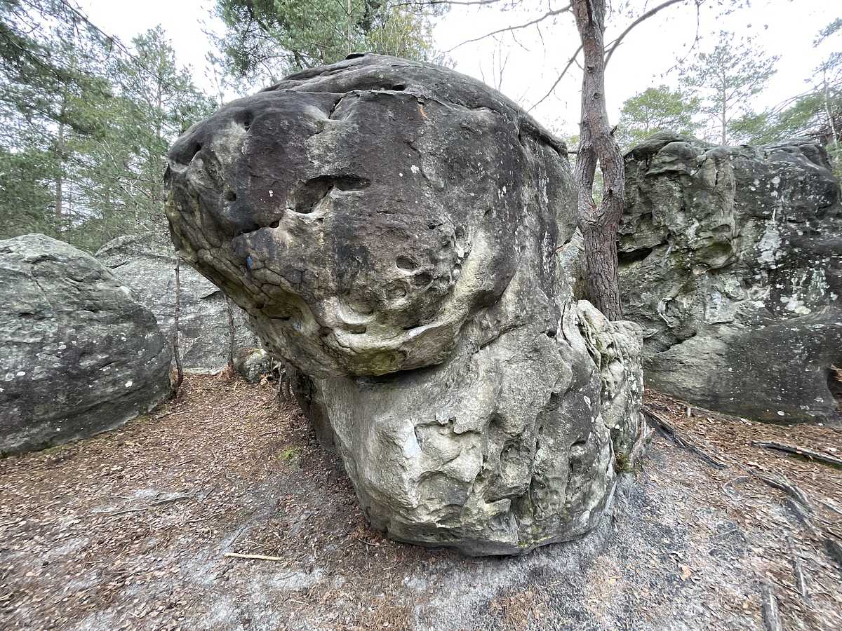 La Singerie – Bois Rond