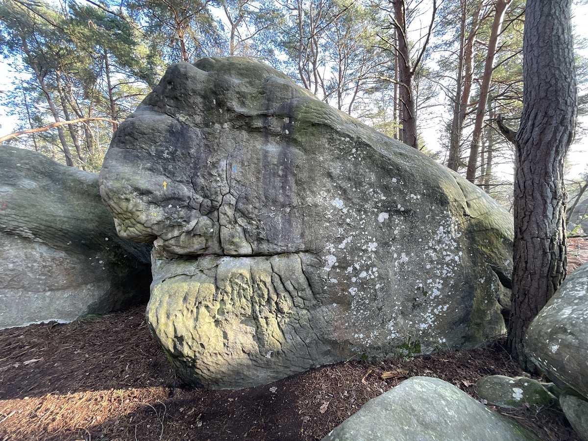 Lézard Bleausard – Rocher Saint-Germain Est
