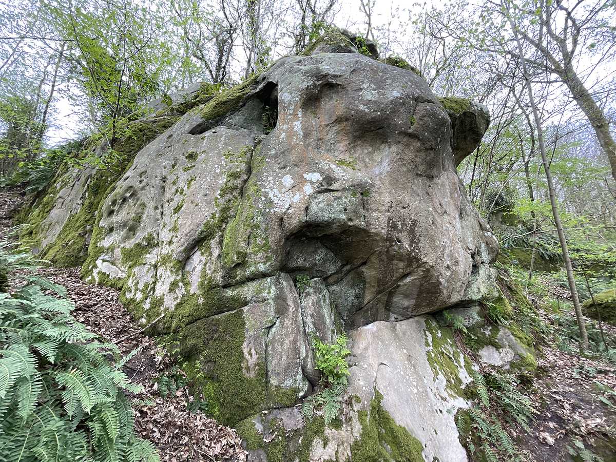 Le Roncier – Petit Bois