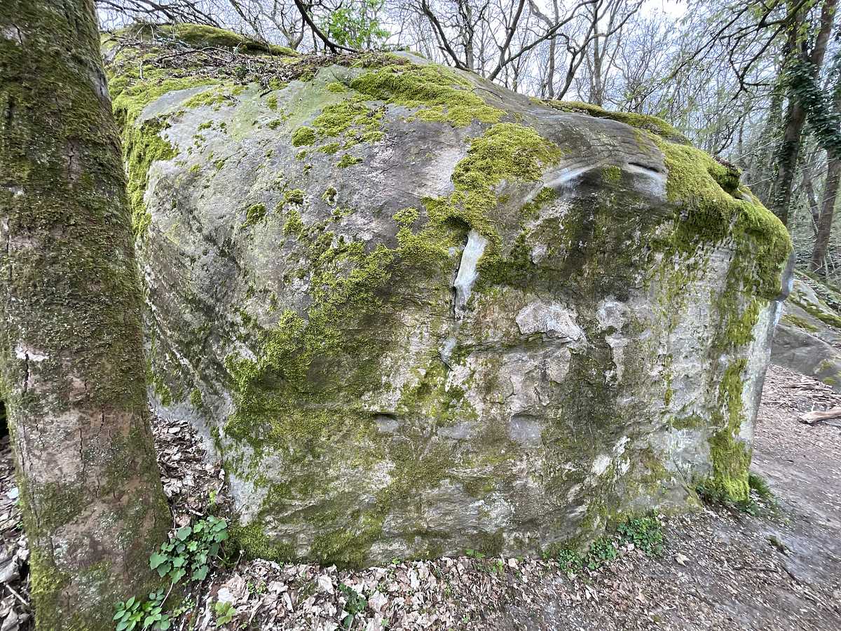 Le Merisier – Petit Bois