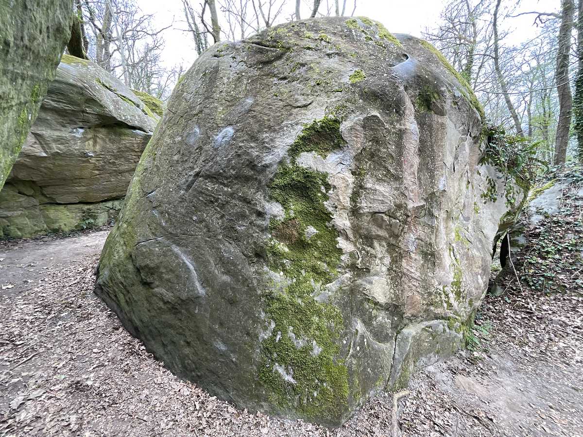 Dalloïde – Petit Bois