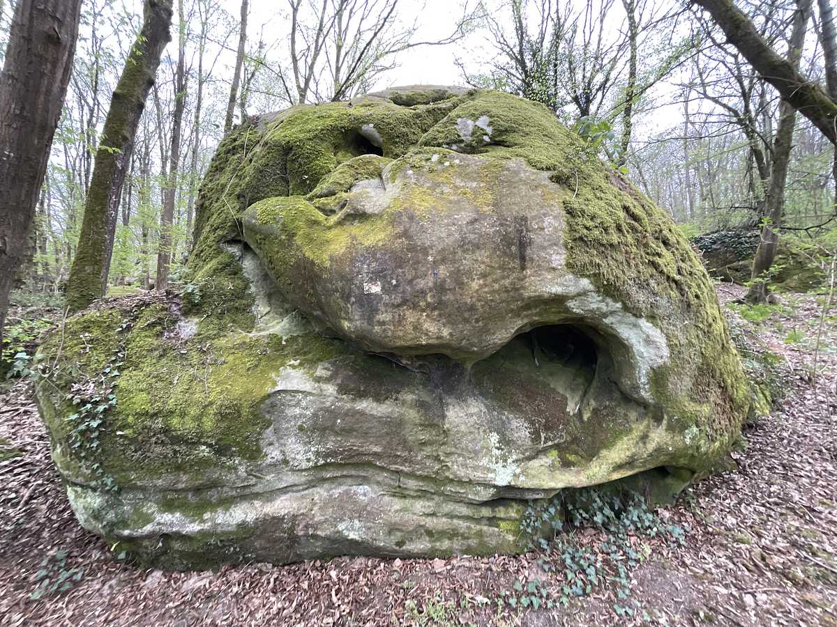Carapace – Petit Bois