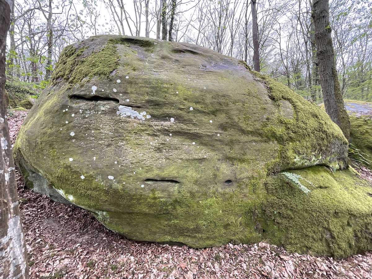 Ténéré – Petit Bois