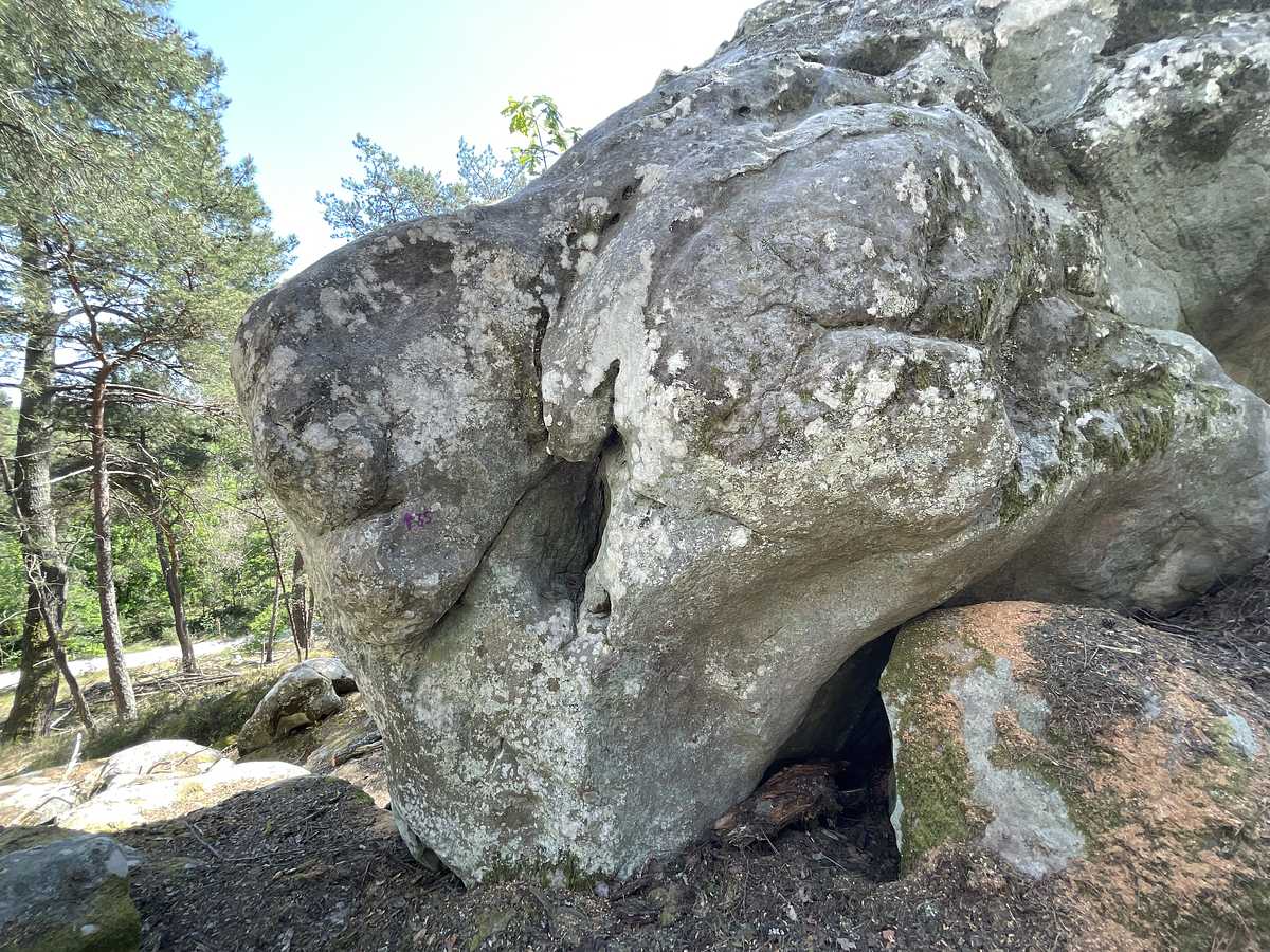 La Forêt Vierge – Dame Jouanne