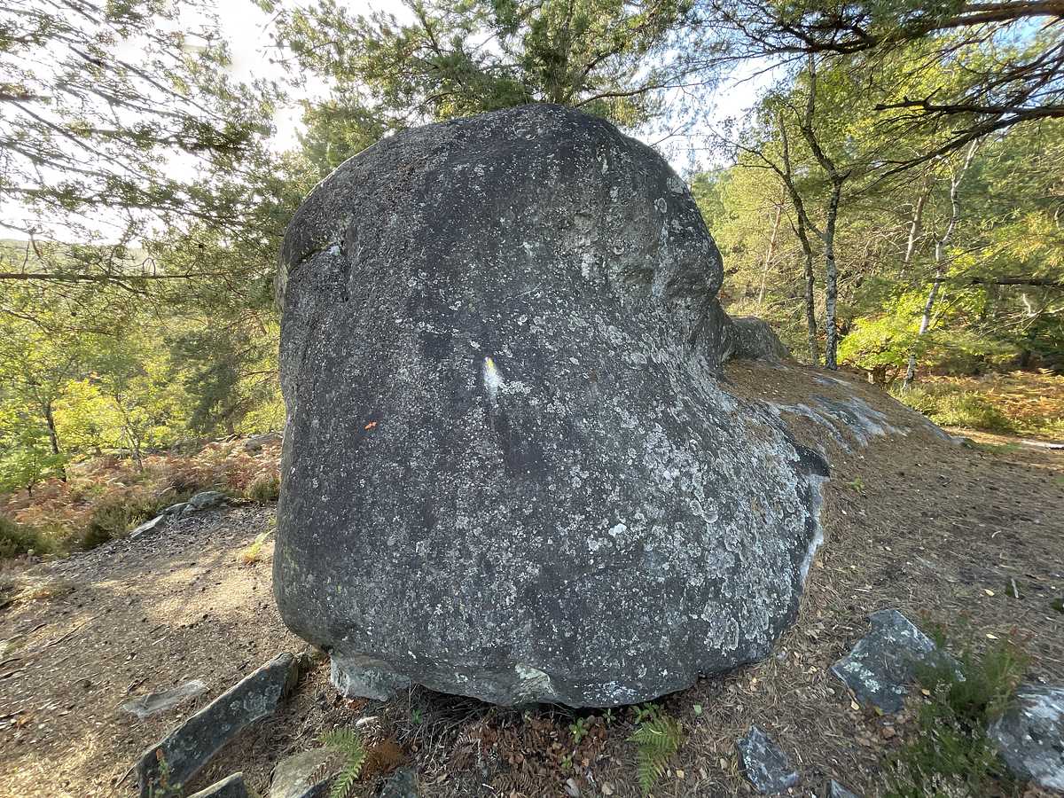 Jaune 29 bis – Corne-Biche