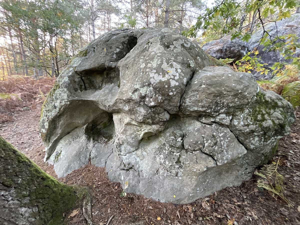 Glandeuse – Corne-Biche