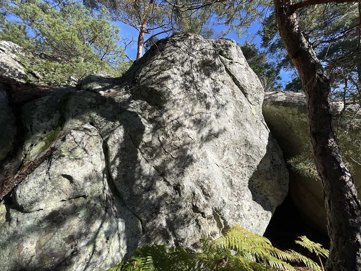Le Bouleau – Cuvier Rempart