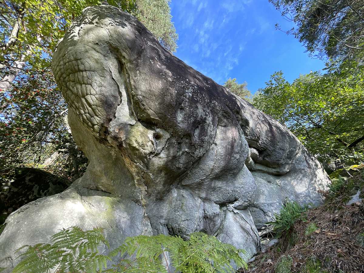 Éléphant! – Cuvier Rempart