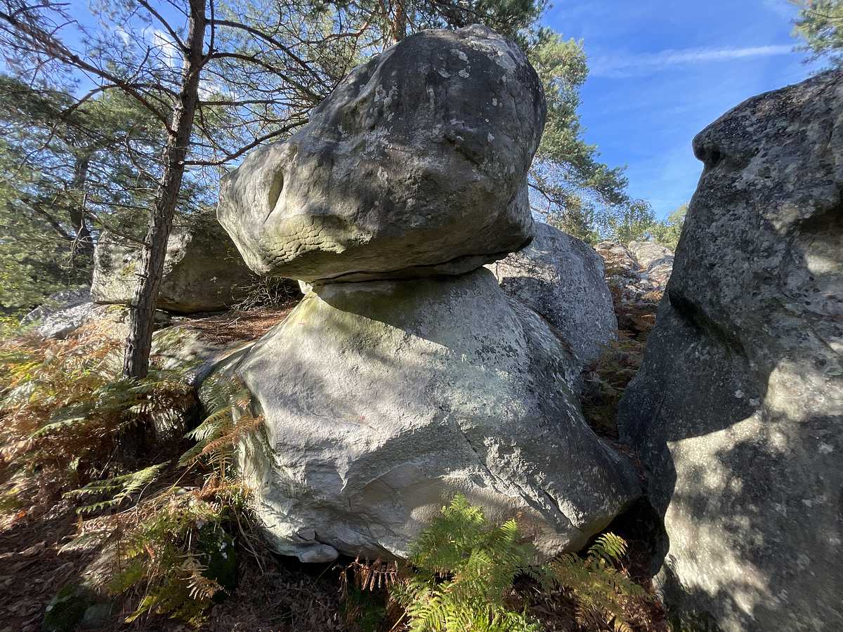 Bush de Là – Cuvier Rempart